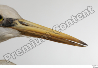 Stork  2 beak head 0005.jpg